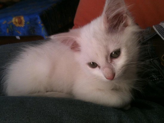 Chaton a donner montpellier