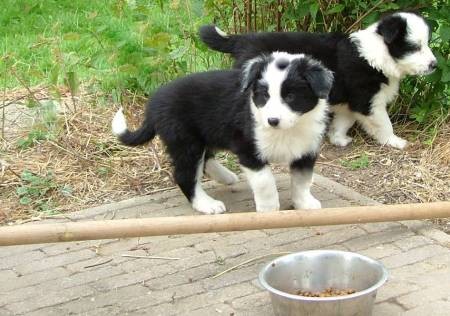 Chiot border collie a donner