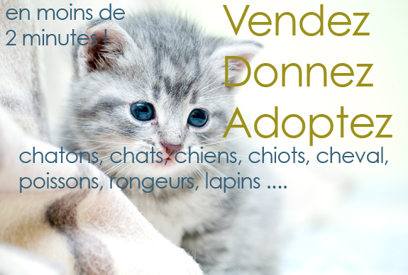 Chaton a donner grenoble