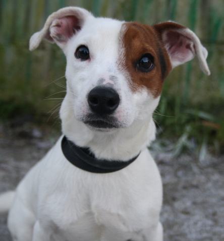 Chiot jack russel a donner