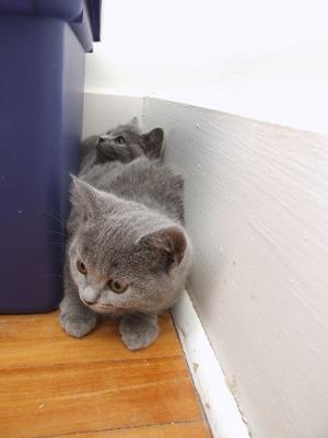 Chaton chartreux a donner