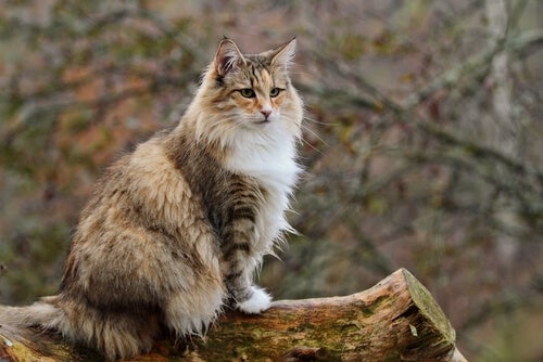 Différences entre le chat des forêts norvégiennes et le Maine Coon