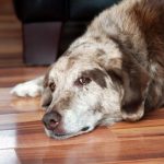 Maladie de Cushing chez le chien: détection et gestion