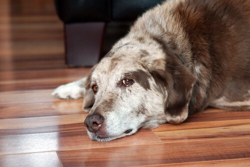 Maladie de Cushing chez le chien: détection et gestion