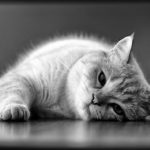 La leishmaniose chez le chat: causes et traitement