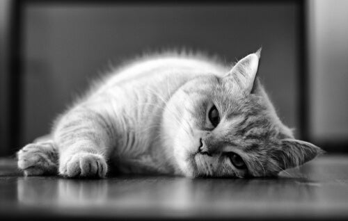 La leishmaniose chez le chat: causes et traitement