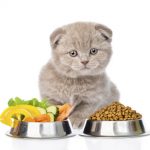 3 aliments humains que les chats peuvent manger