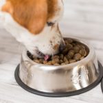 Prendre soin de gluten dans les aliments pour chiens
