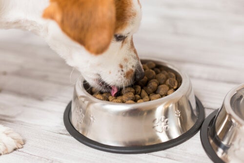 Prendre soin de gluten dans les aliments pour chiens