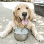Connaître l'effet de la glace sur les chiens