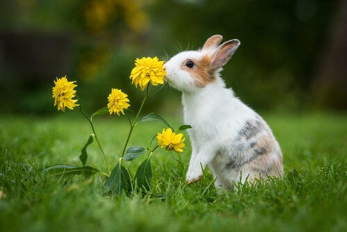 4 conseils pour que votre lapin vive plus longtemps