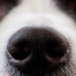 Mon chien a des crottes de nez - Causes fréquentes