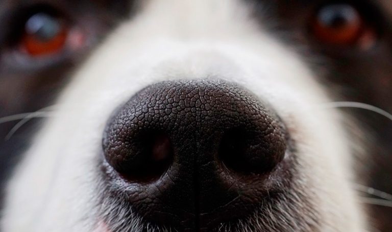 Mon chien a des crottes de nez – Causes fréquentes