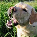 Pourquoi les chiens mangent-ils de l'herbe? Causes selon les études