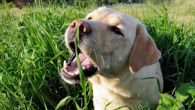 Pourquoi les chiens mangent-ils de l'herbe? Causes selon les études