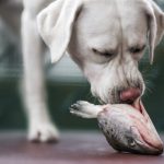 Avantages de l'huile de saumon pour l'alimentation des chiens