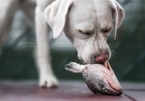 Avantages de l'huile de saumon pour l'alimentation des chiens