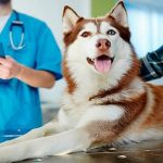 Leishmaniose canine - Symptômes, contagion et traitement