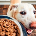 Quantité de nourriture quotidienne pour un chien