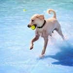 Règles de base pour les piscines pour chiens