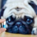 6 raisons de donner des suppléments de magnésium chez le chien