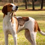 American English Coonhound - Tout sur la race