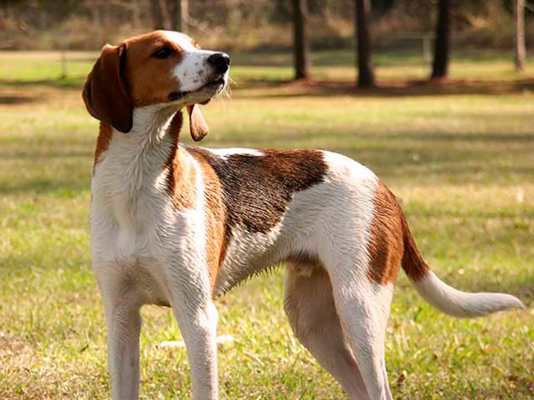 American English Coonhound – Tout sur la race