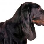Comment se porte un coonhound noir et beige? Caractéristiques et soins