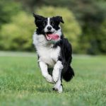6 races de chiens en meilleure santé