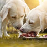 La nourriture pour chien riche en protéines, qu'est-ce que cela signifie?
