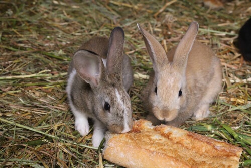 Les lapins peuvent-ils manger du pain?