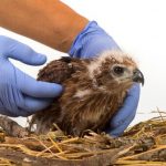 Les bandages les plus utiles de la clinique pour oiseaux
