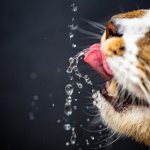 Combien d'eau mon chat doit-il boire?