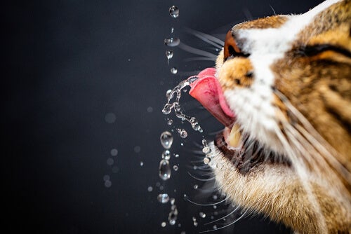 Combien d'eau mon chat doit-il boire?