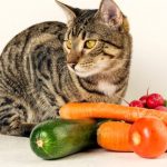 Les chats peuvent-ils manger des légumes?
