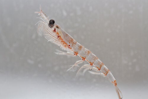 L'importance du krill dans les écosystèmes océaniques