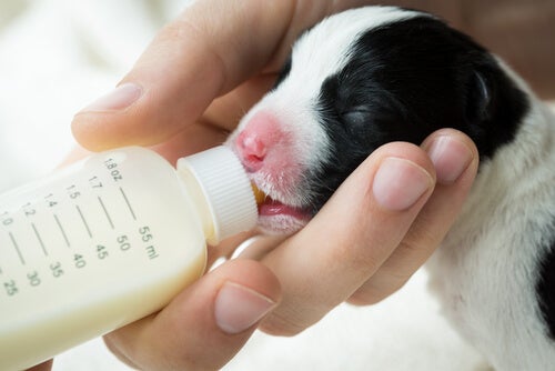Propriétés du lait de chèvre pour chiens