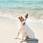 Obligations légales d'un propriétaire d'animal sur la plage