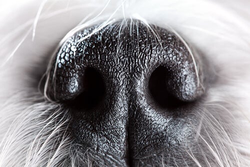 Le nez du chien: 6 curiosités