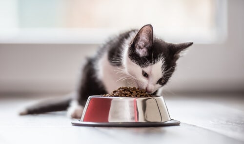 La bonne nutrition chez le chat: 4 conseils à connaître