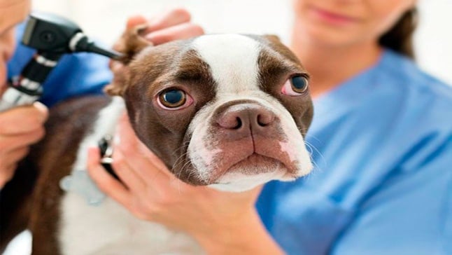 Otohématome chez le chien Une intervention chirurgicale est-elle nécessaire?