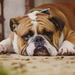 Pourquoi les chiens sont-ils plus susceptibles de souffrir de diabète?