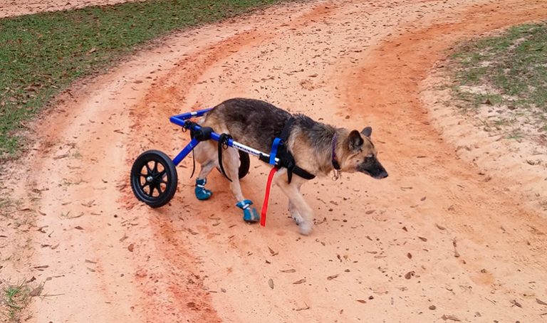 Tout sur les fauteuils roulants pour chiens