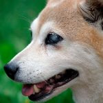 Soins pour chiens aveugles