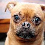 La proptose oculaire chez le chien Comment agir?