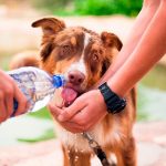Comment savoir si un chien est déshydraté? Signes de déshydratation