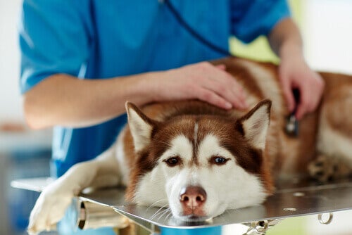 Différence entre chimiothérapie et radiothérapie dans les traitements pour chiens atteints de cancer