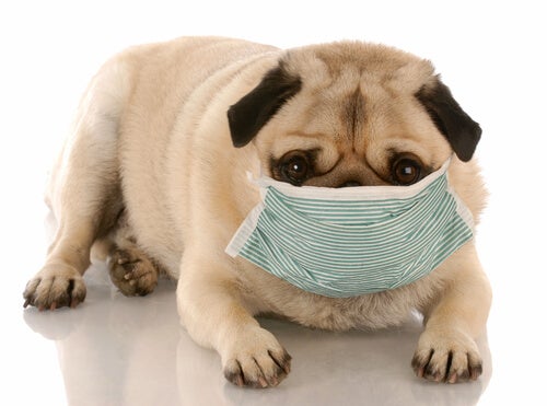Problèmes de santé canins causés par des environnements sales