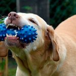 Principales maladies dentaires chez le chien