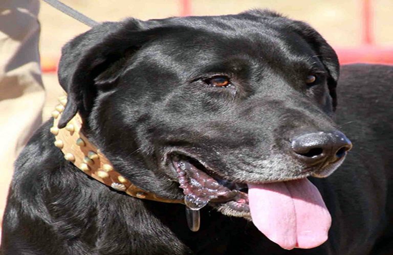 A quoi ressemble un chien de berger de Majorque? – Caractéristiques et soin